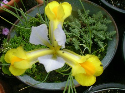 blüten heute 001.JPG