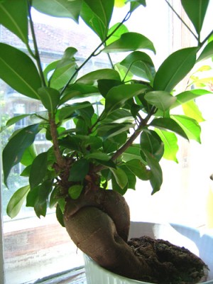 ficus.jpg