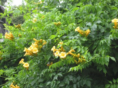 Trompetenwein.jpg