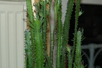 trigona2.jpg