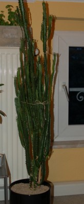 trigona1.jpg