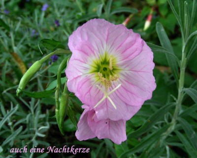 rosa Nachtkerze w.jpg