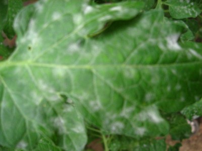 Tomate 004.jpg