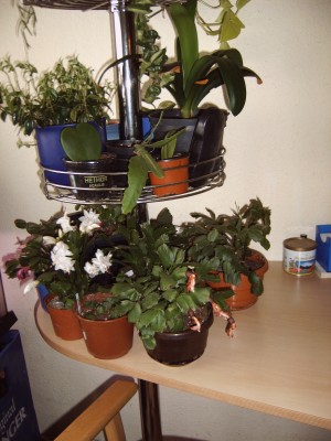 IMG00002.JPG