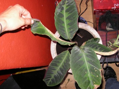 SANY0163.JPG