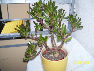 Crassula ovata monstrosa Hobbit Fam. Peters.JPG