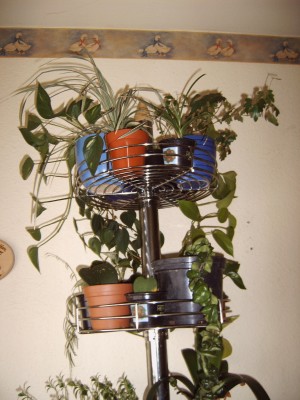 IMG00001.JPG