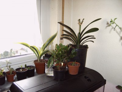 IMG00007.JPG