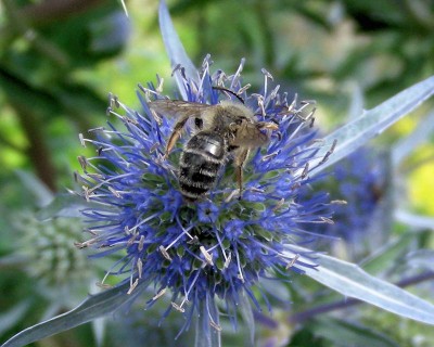 Gemeine Sandbiene w.jpg