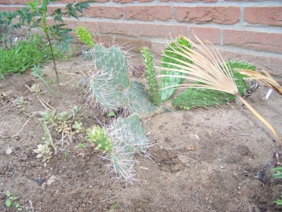 O.phaecantha 002.jpg