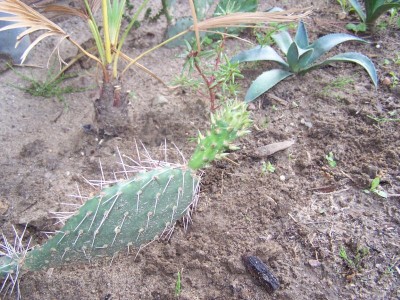 O.phaecantha 001.jpg