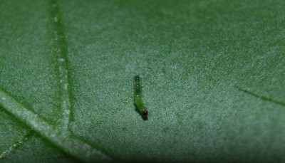 raupe2.jpg