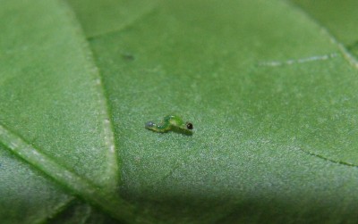 raupe1.jpg