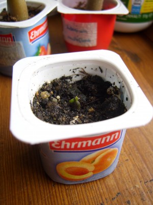 A. boehmianum.JPG