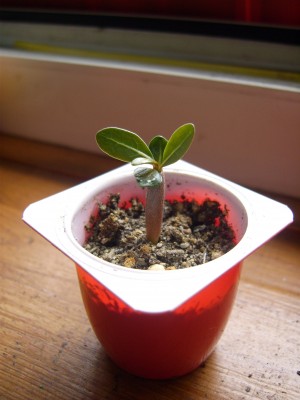A. arabicum.JPG
