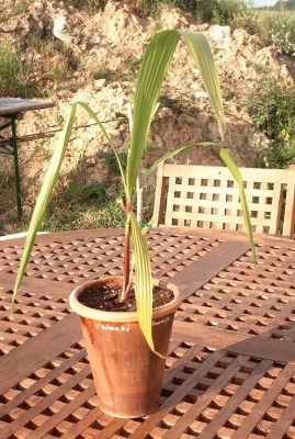 palmetto.jpg