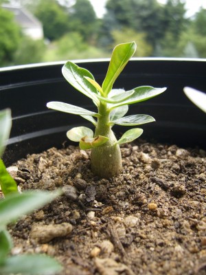 A. obesum.JPG