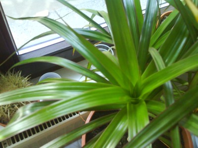 fargesia robusta campbell preis Bambus Campbell (Fargesia robusta 'Campbell') | 60-80 cm im Topf