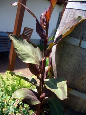 canna.jpg