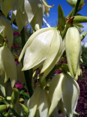 yucca.jpg