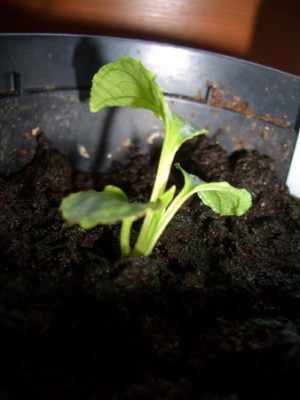 tacca.jpg