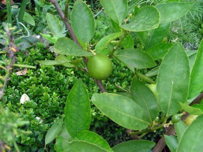 Limette w.jpg