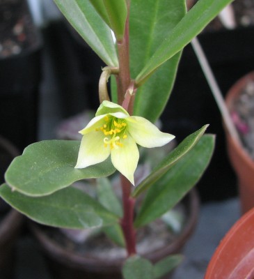 Talinum caffrum Blüte.jpg