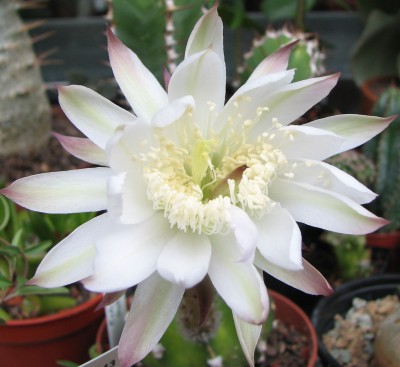Echinopsis subdenduata Blüte.jpg