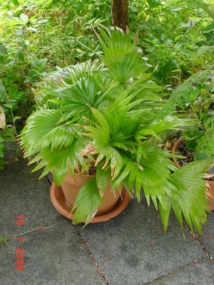 Livistonia 0708.jpg