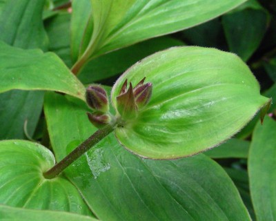 1. Krötenknospe w.jpg