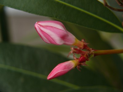 Oleander Knospe rosa.jpg