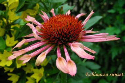 Echinacea sunset w.jpg