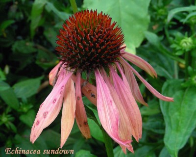 Echinacea sundown w.jpg