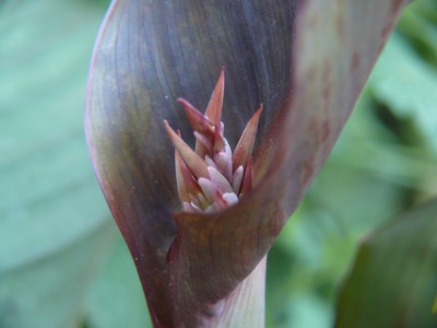 Canna indica2.jpg