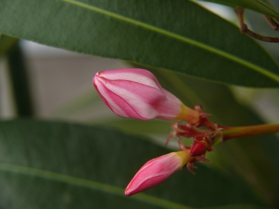 Oleanderknospe rosa.jpg