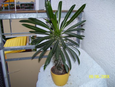 Madagaskarpalme.JPG