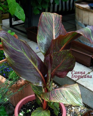 C. tropicana w.jpg
