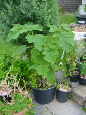 Blauglockenbaum 0608.jpg