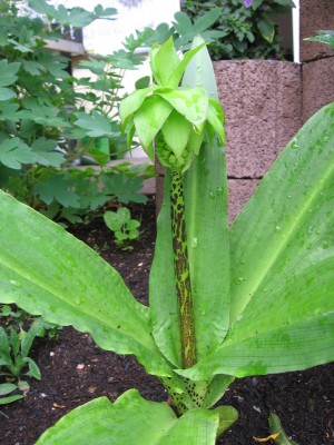 Garten 031.jpg