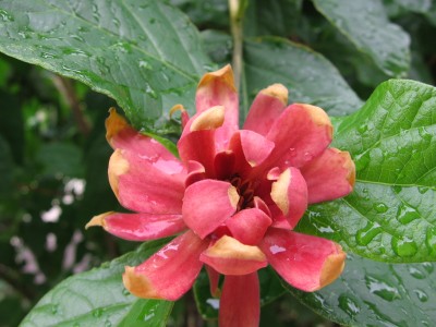 Garten 036.jpg