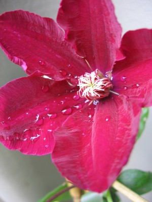 Garten 010.jpg