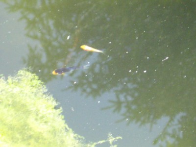Koi Baby.jpg