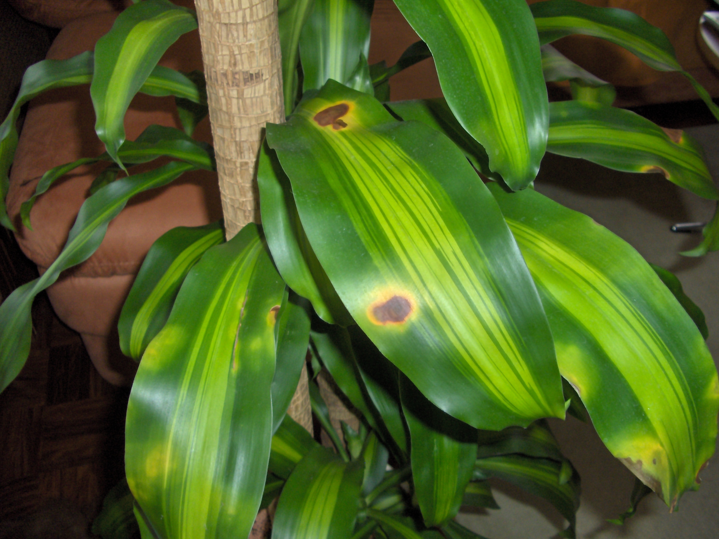 dracena white stripe Buy house plants now Dragon Tree Dracaena 'White Stripe' main image 1