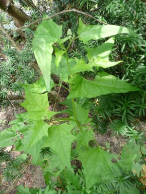 2008-06-13 127.jpg