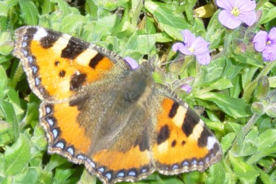 Kleiner Fuchs 4.jpg
