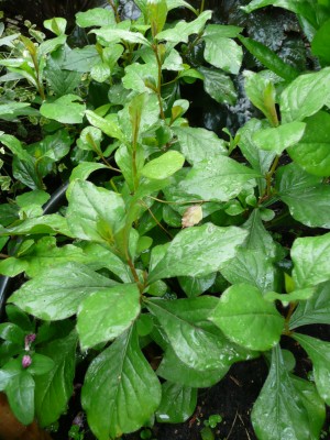2008-07-11 060.jpg