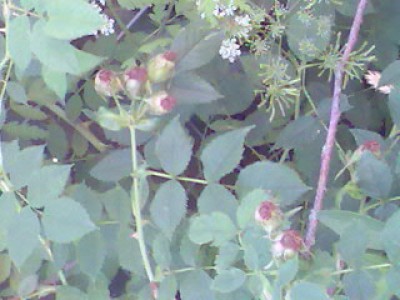 Bild001.jpg