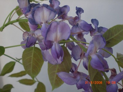 Fotos 013.jpg