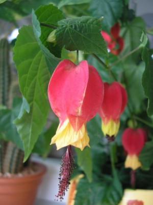 abutilonganz.JPG
