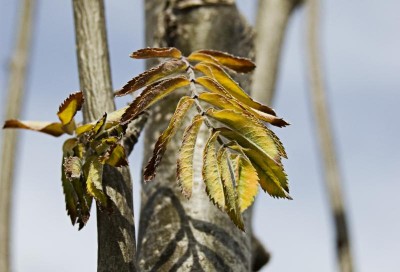 befallenes_blatt_kl.jpg